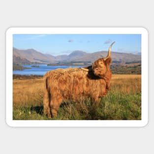 Highland Cow at Loch Awe Sticker